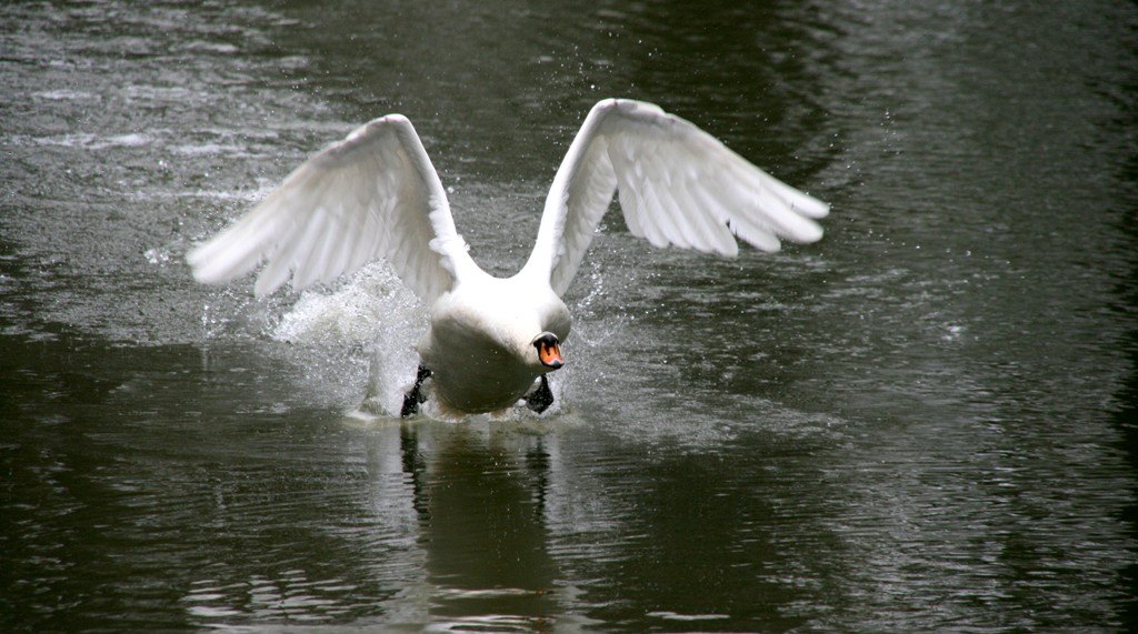 Schwan im Landeanflug