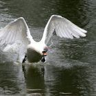 Schwan im Landeanflug