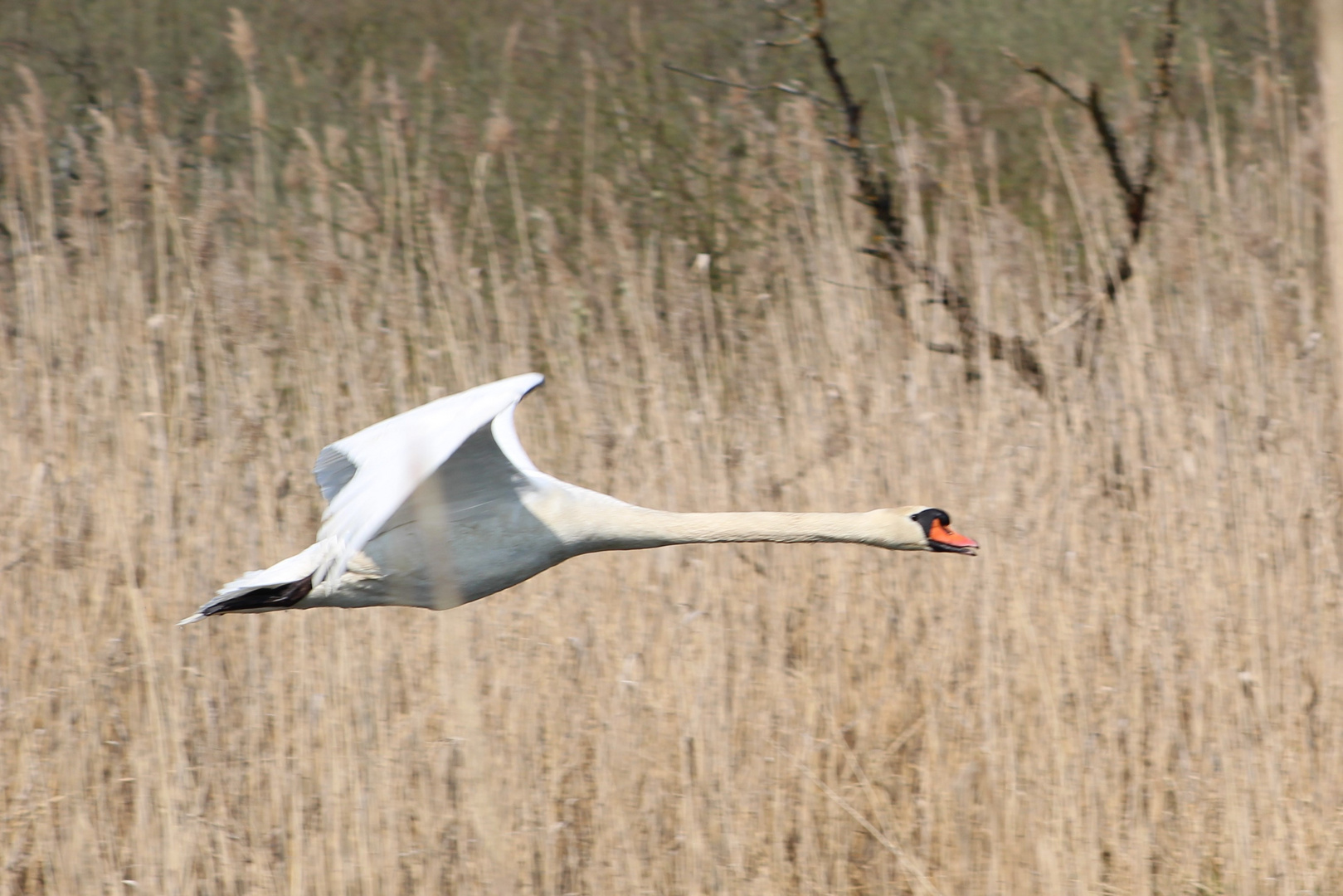 Schwan im Landeanflug