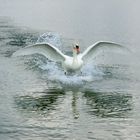 Schwan im Landeanflug