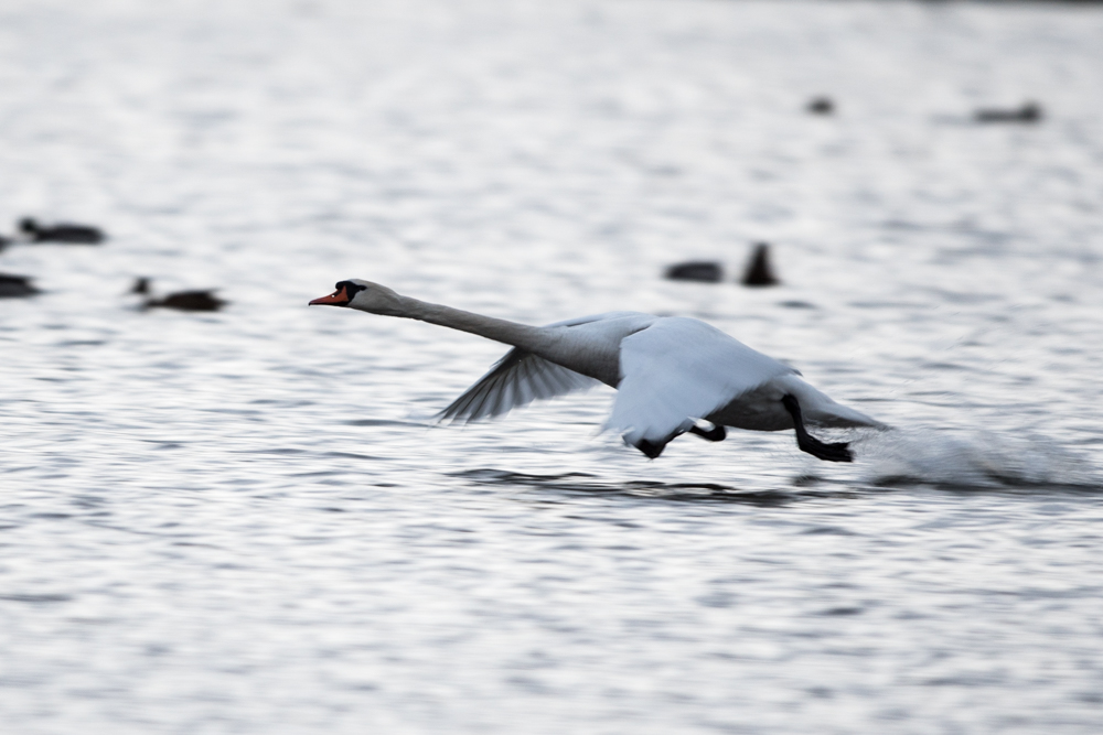 Schwan im Laufschritt 