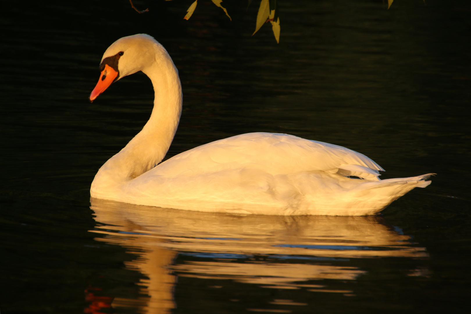 Schwan im letzten Licht 2