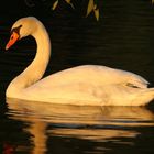 Schwan im letzten Licht 2