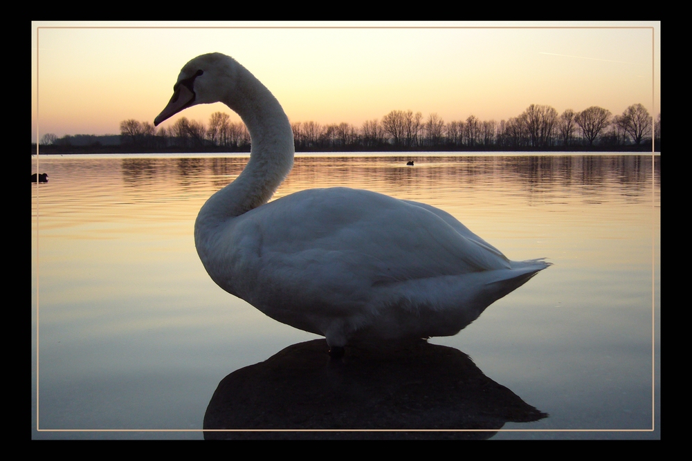 Schwan im letzten Sonnenschein