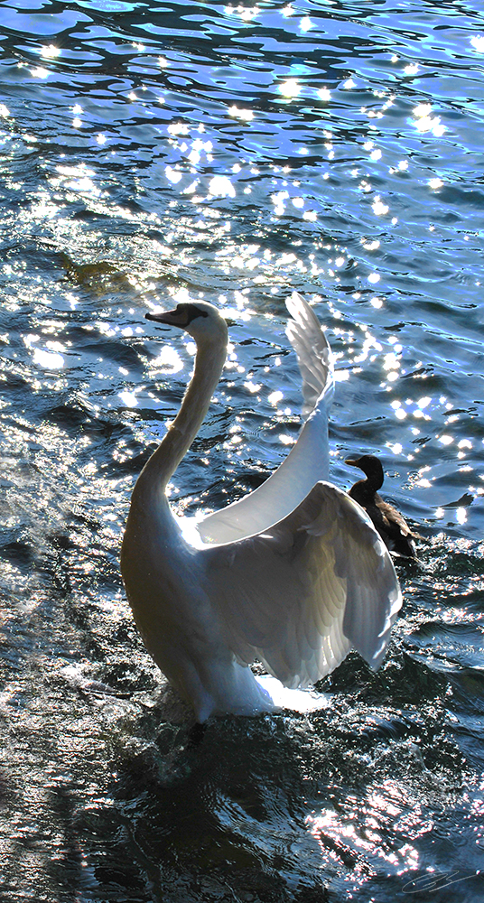 Schwan im Licht