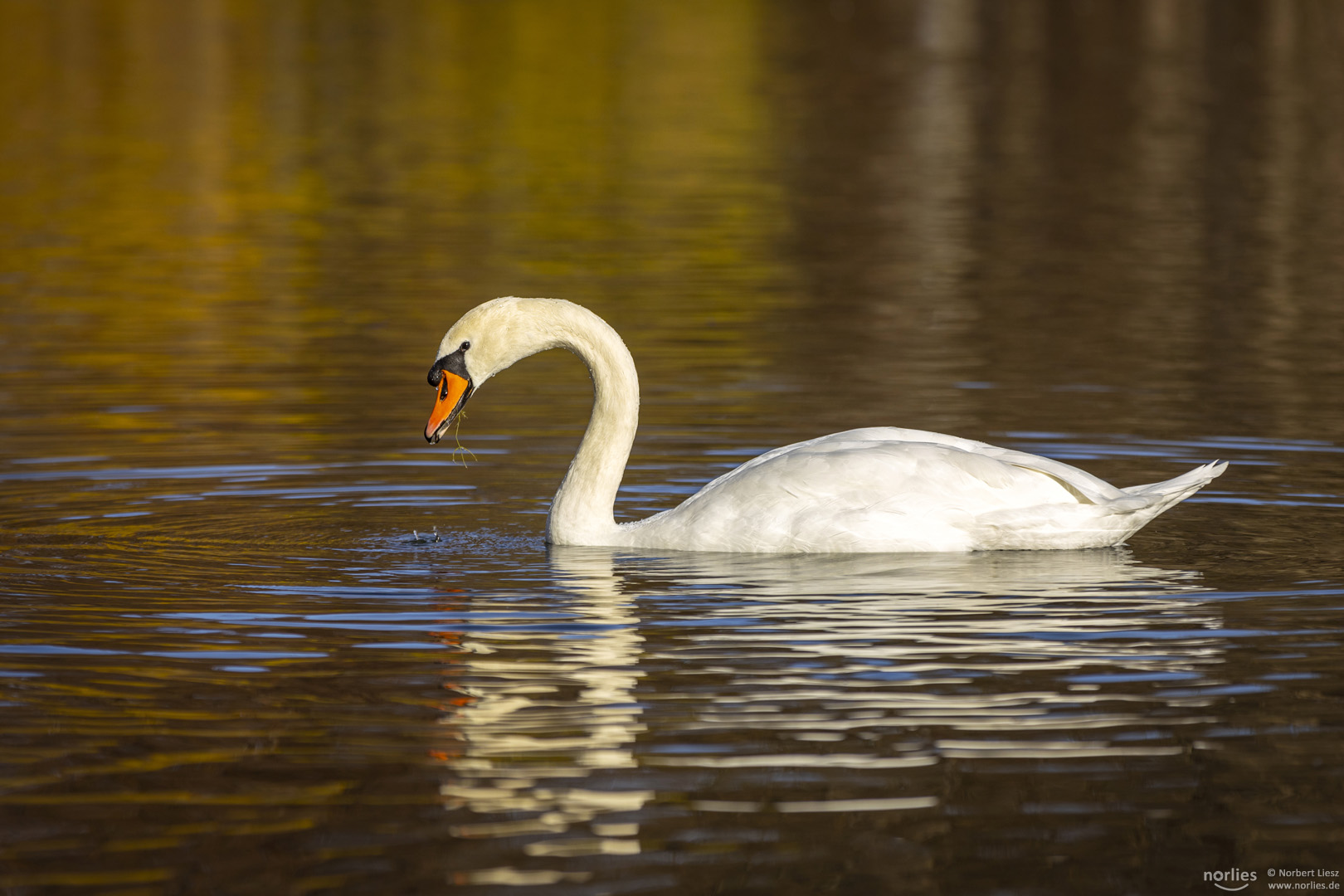 Schwan im Licht