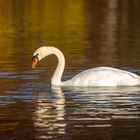 Schwan im Licht