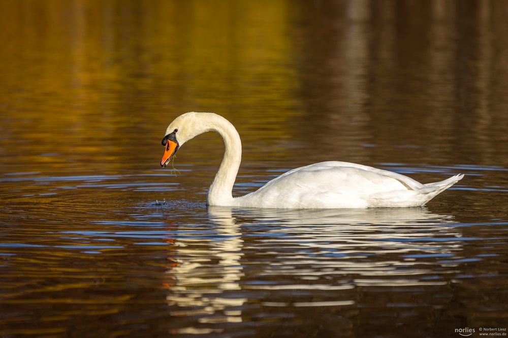 Schwan im Licht