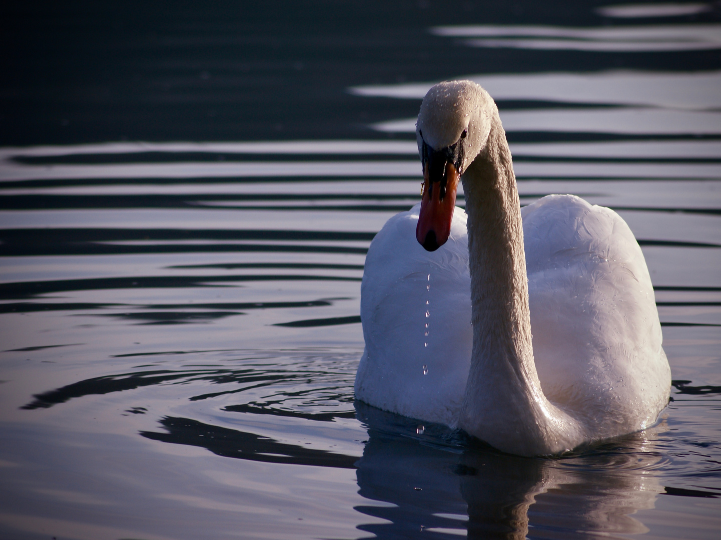 Schwan im Licht