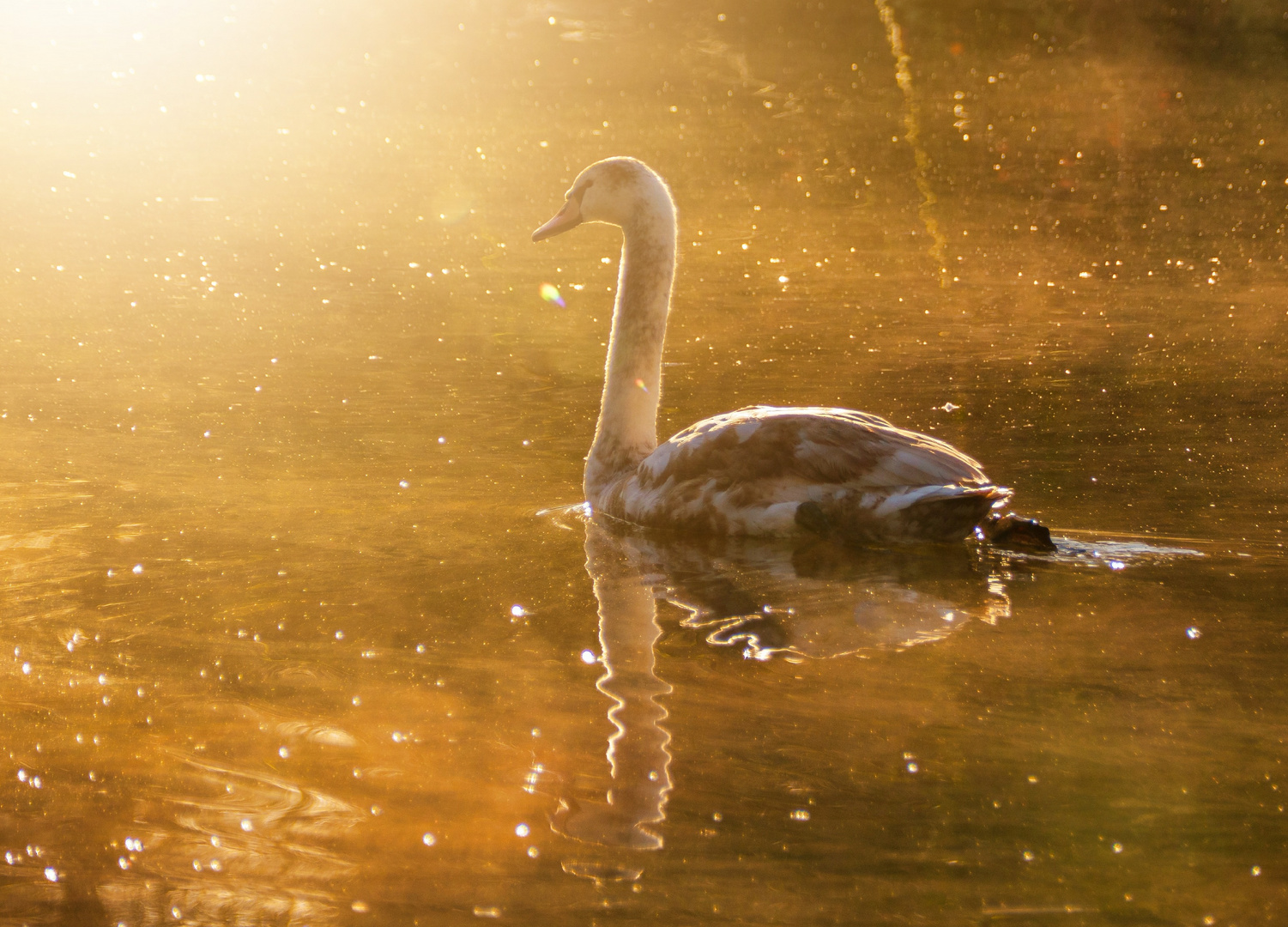 Schwan im Licht 