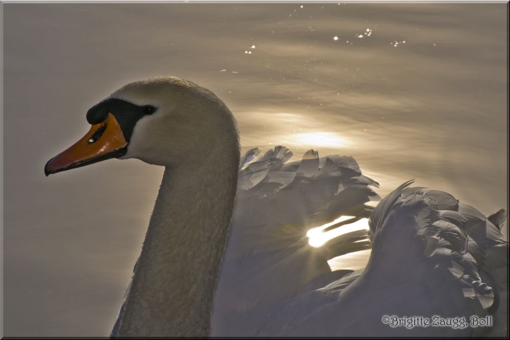 Schwan im Licht