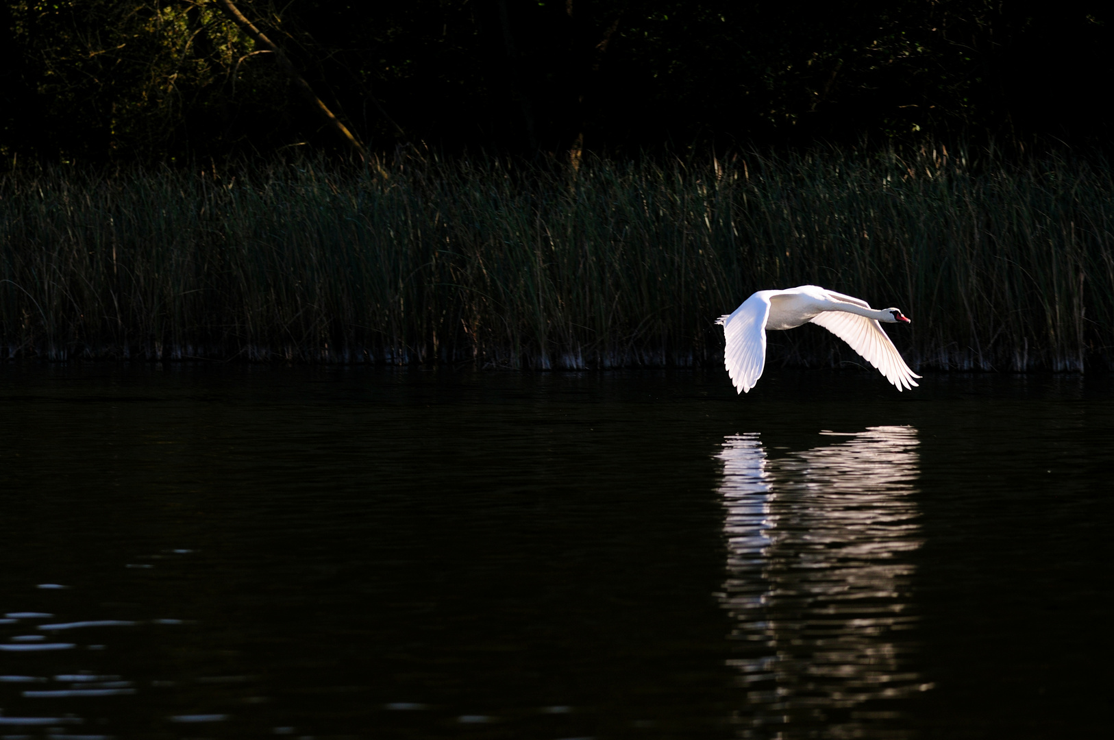 Schwan im Licht