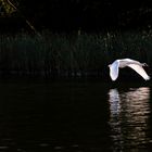 Schwan im Licht