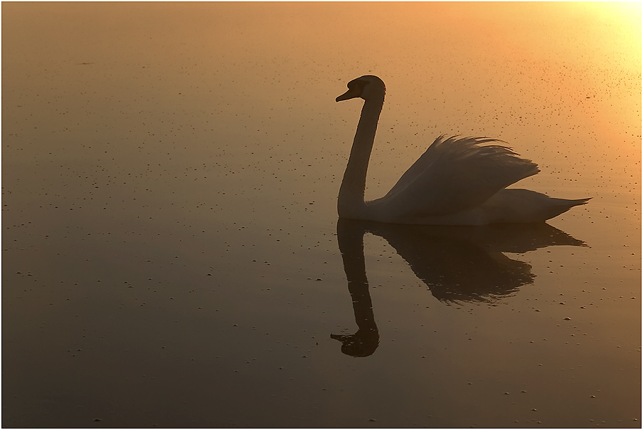 Schwan im Licht des Sonnenaufganges