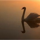 Schwan im Licht des Sonnenaufganges