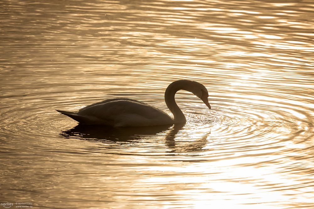 Schwan im Licht