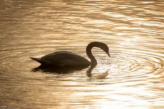 Schwan im Licht