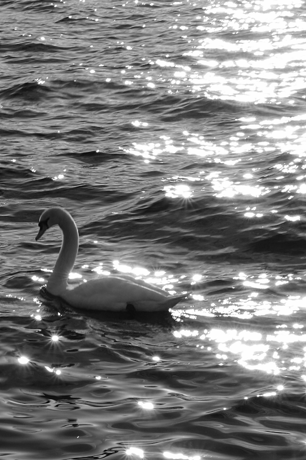 Schwan im Lichtermeer