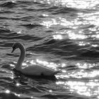 Schwan im Lichtermeer