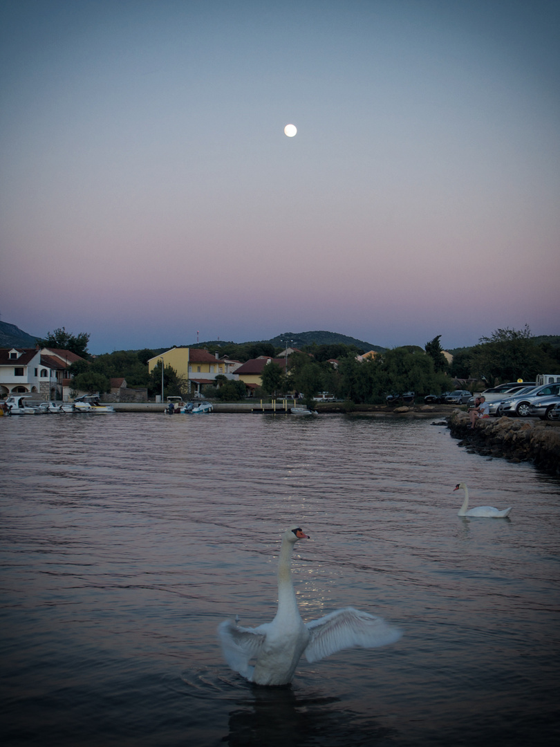 Schwan im Meer mit Mond