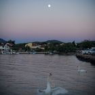 Schwan im Meer mit Mond