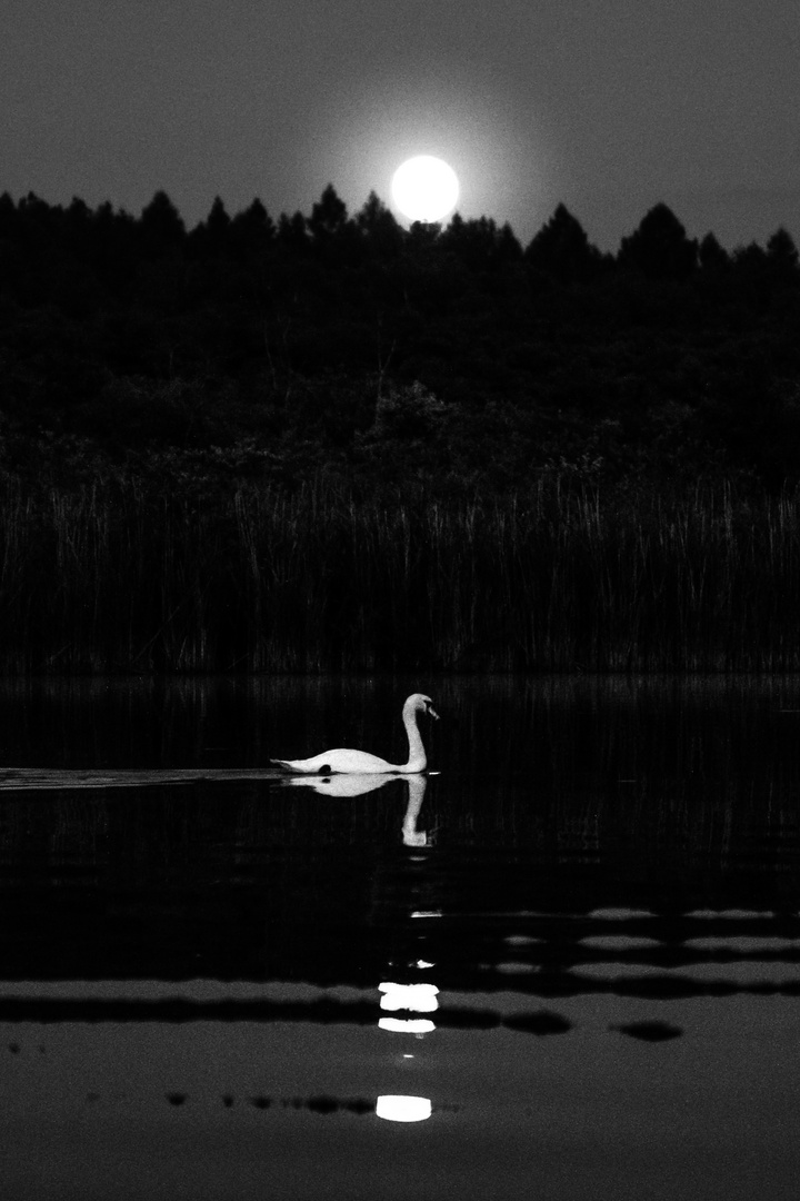 Schwan im Mondschein