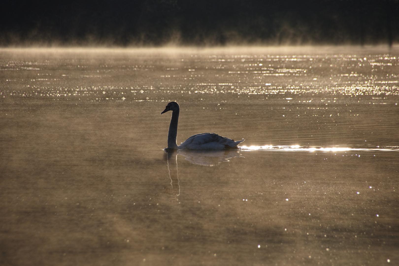 Schwan im Morgendunst