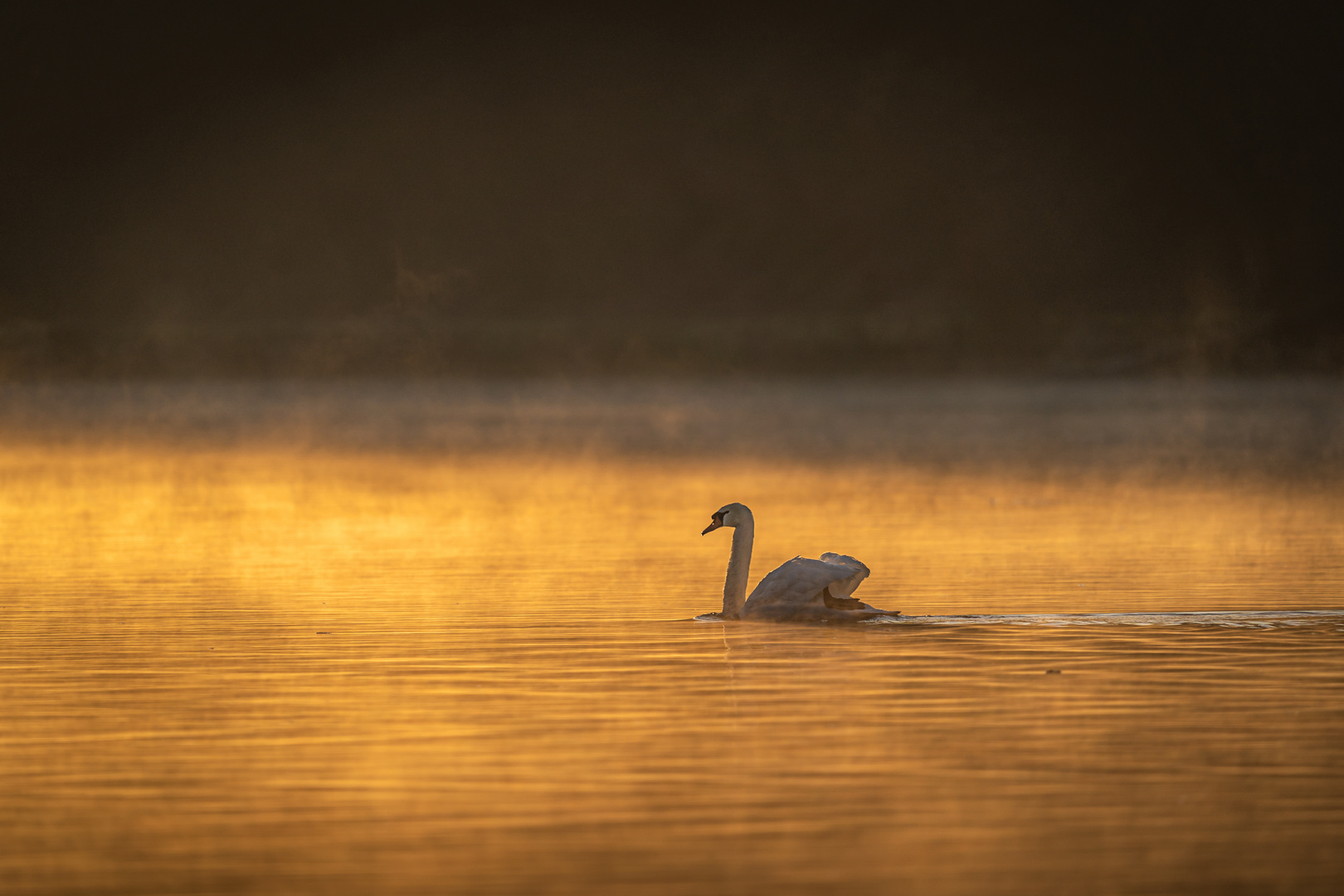 Schwan im Morgendunst 