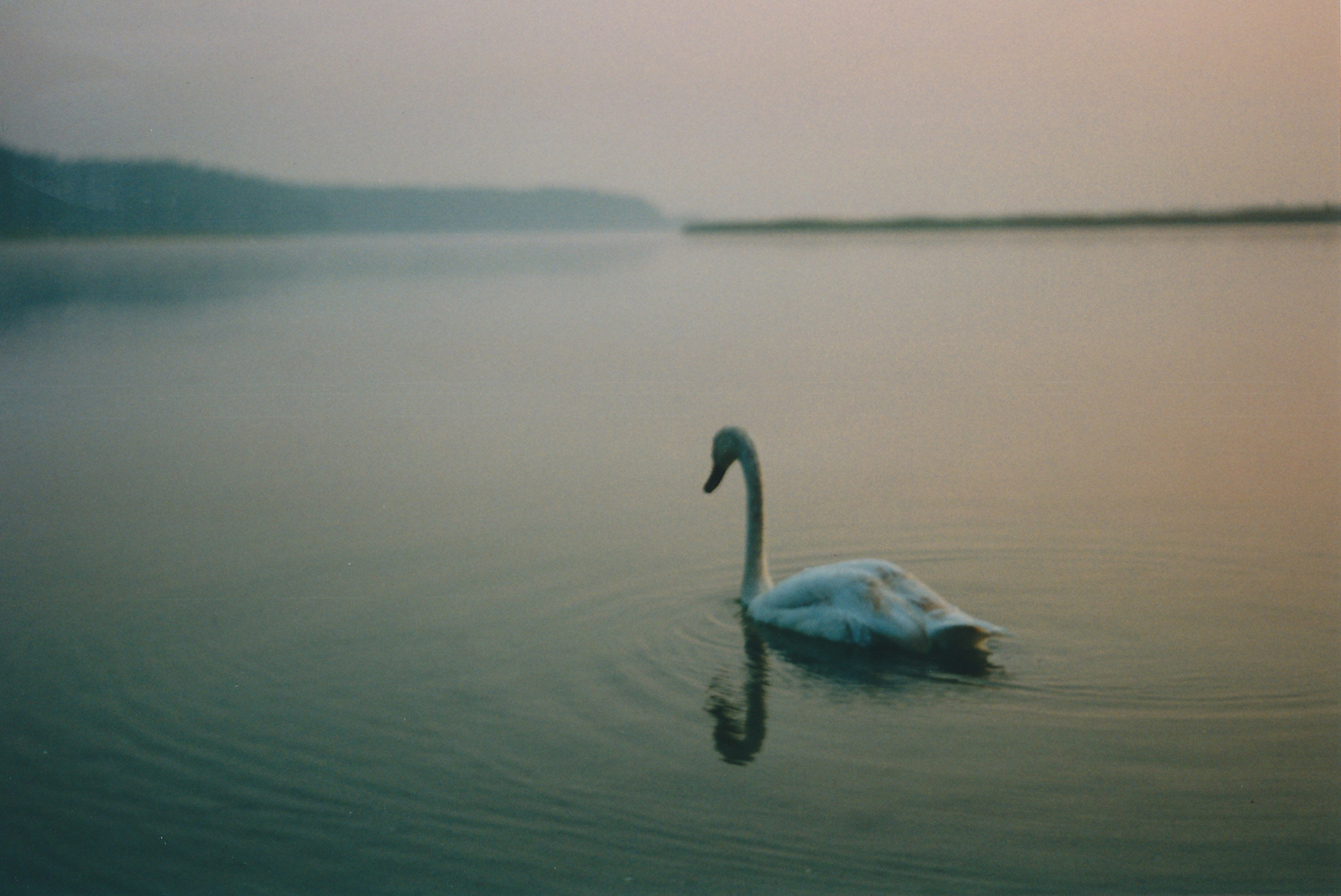 Schwan im Morgengrauen