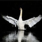 Schwan im Morgenlicht