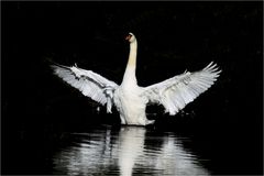 Schwan im Morgenlicht