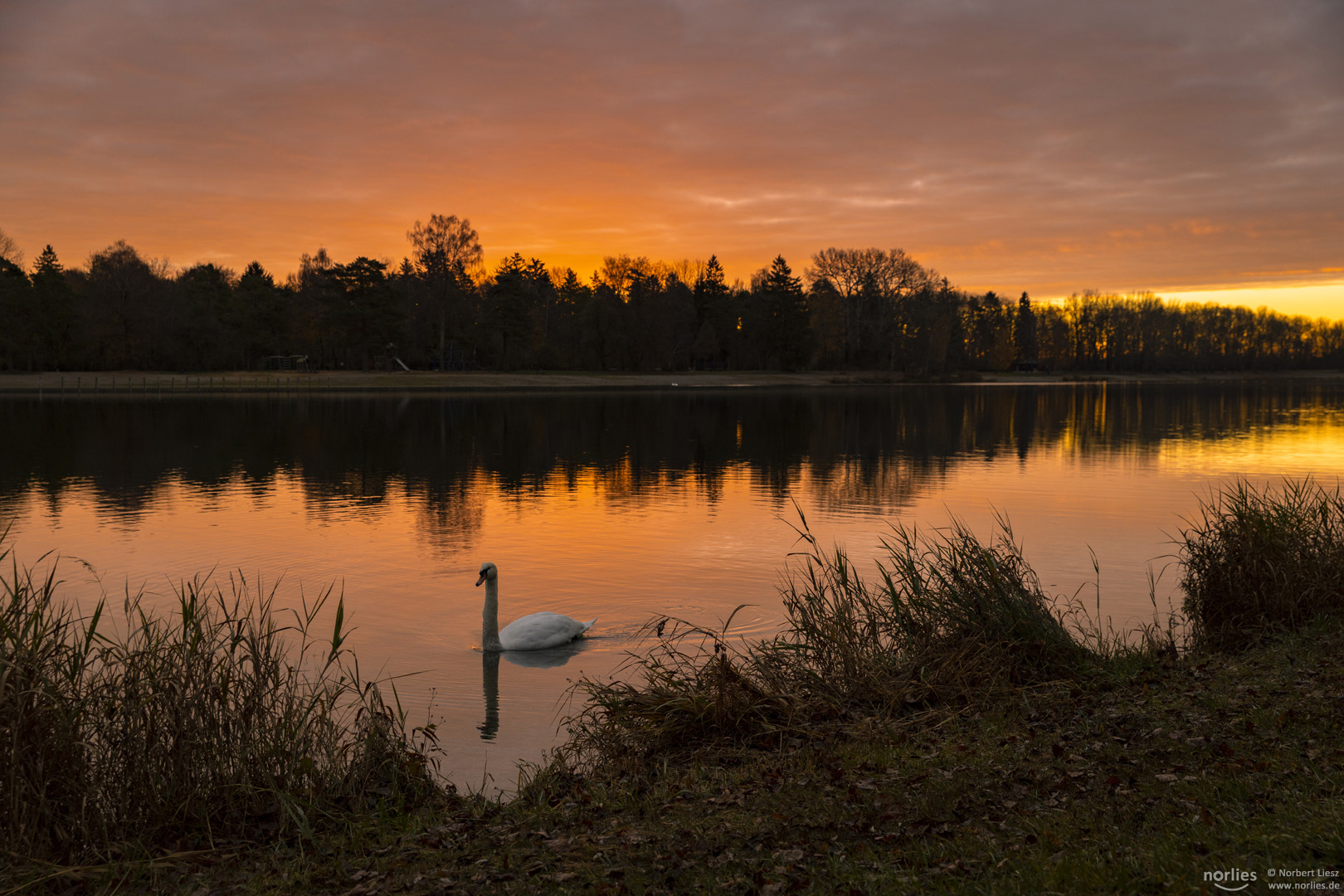 Schwan im Morgenlicht