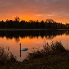 Schwan im Morgenlicht