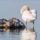 Schwan im Morgenlicht