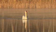 Schwan im Morgenlicht