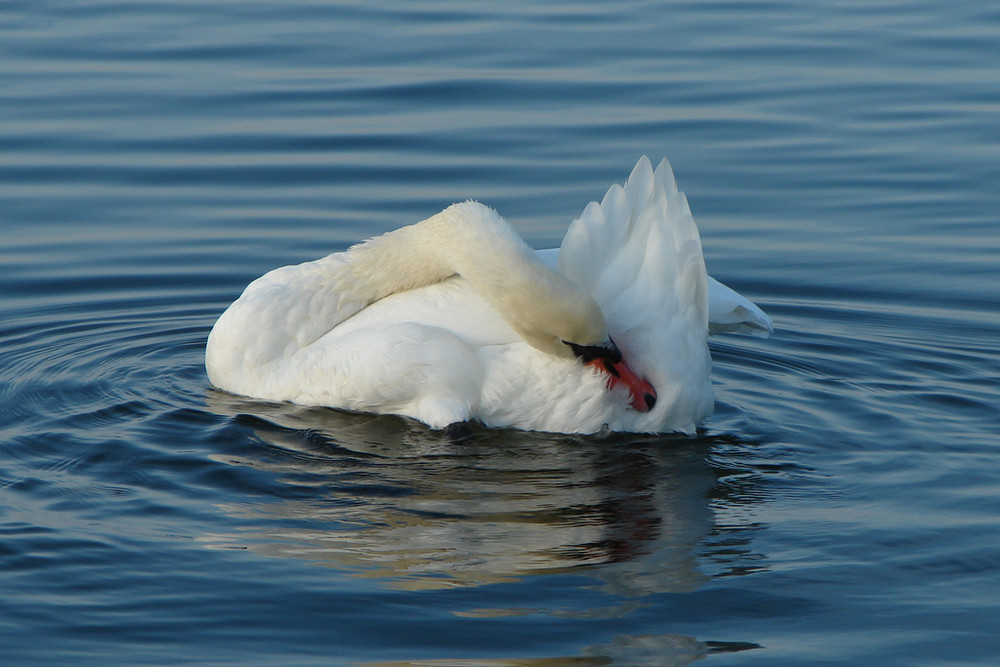 Schwan im Morgenlicht