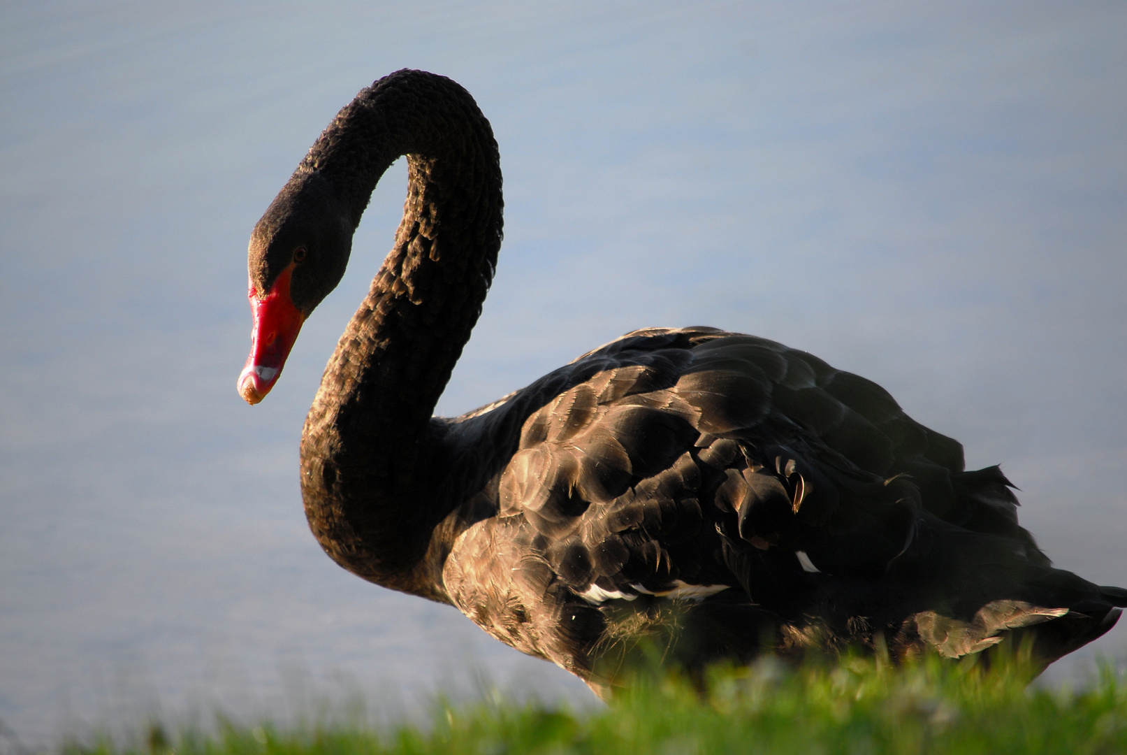 Schwan im Morgenlicht