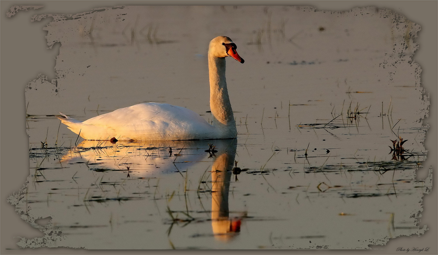 Schwan im Morgenlicht