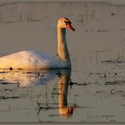 Schwan im Morgenlicht