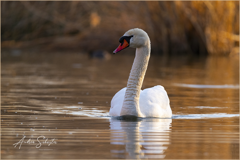 Schwan im Morgenlicht