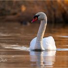 Schwan im Morgenlicht