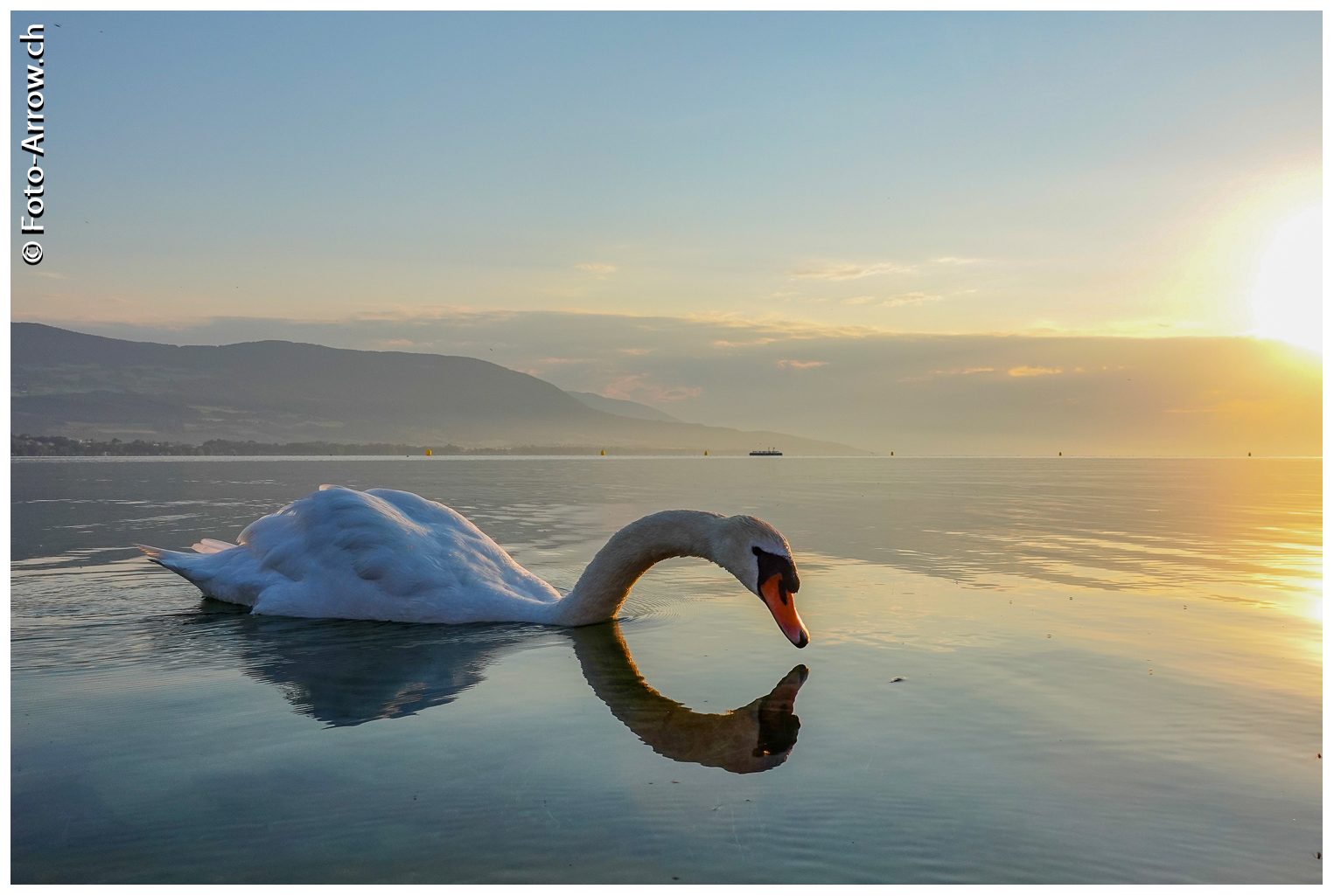 Schwan im Morgenlicht...zum Spiegeltag...