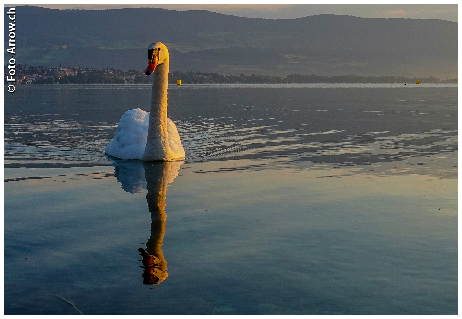 Schwan im Morgenlicht...zum Spiegeltag...