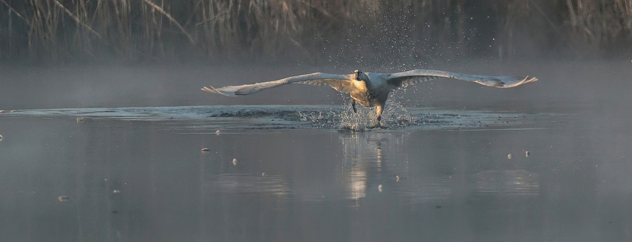 Schwan im Morgennebel