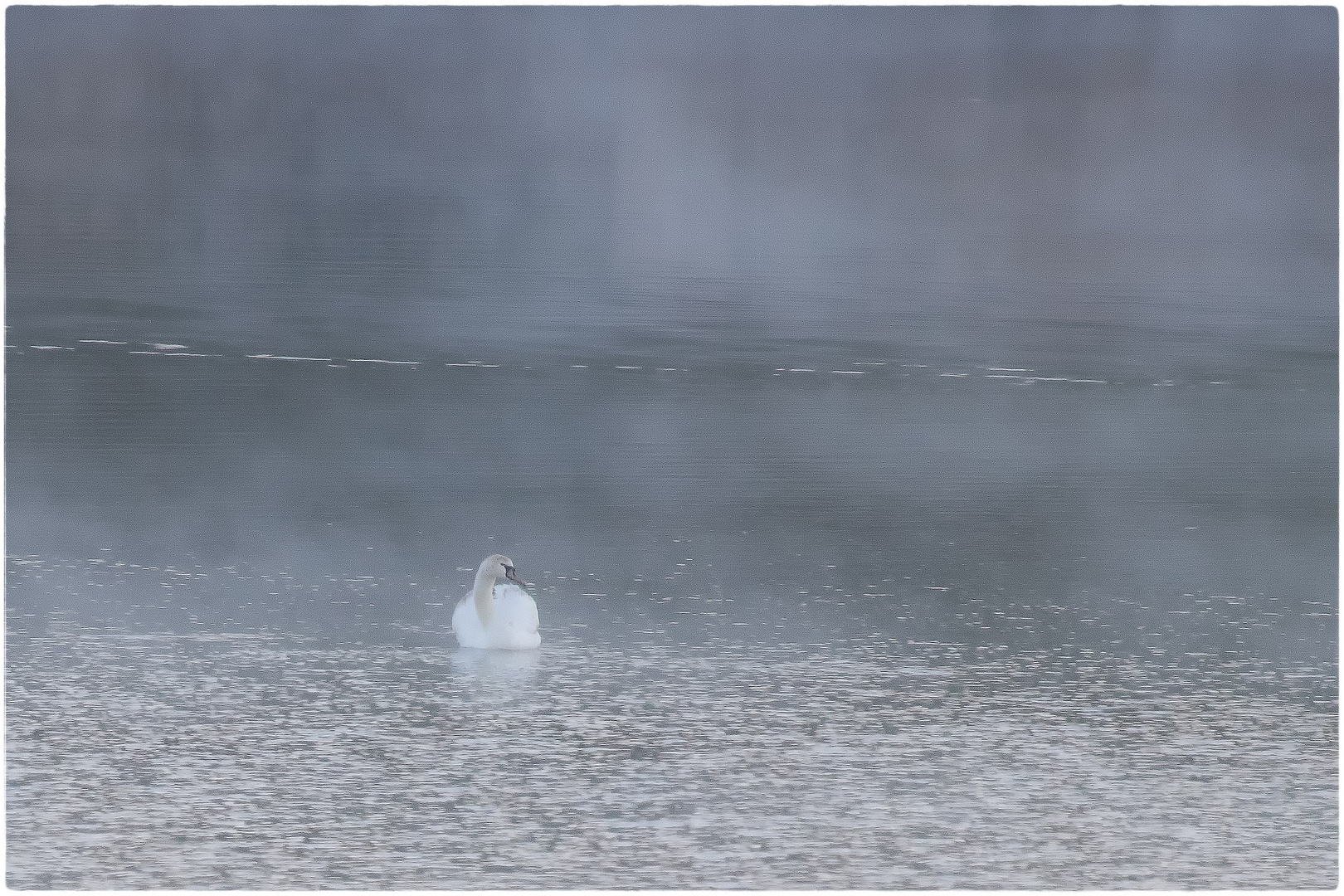 Schwan im Morgennebel