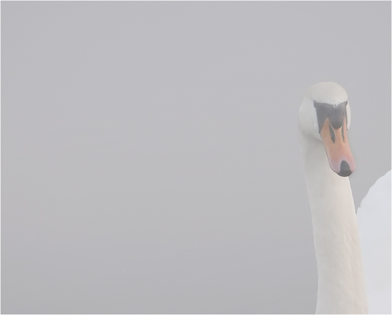 Schwan im Morgennebel