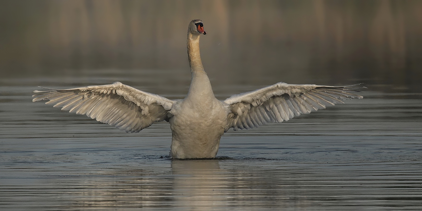 Schwan im Morgennebel