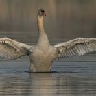 Schwan im Morgennebel