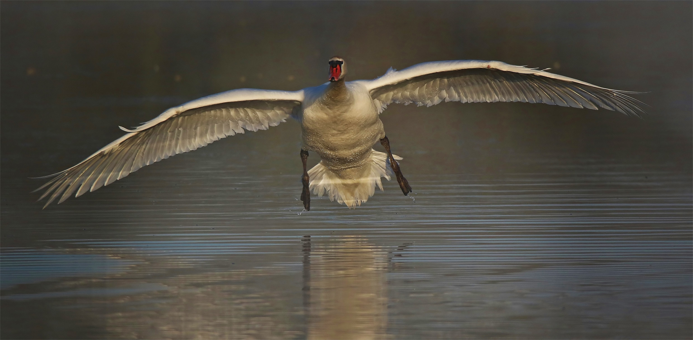 Schwan im Morgennebel 