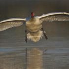 Schwan im Morgennebel 